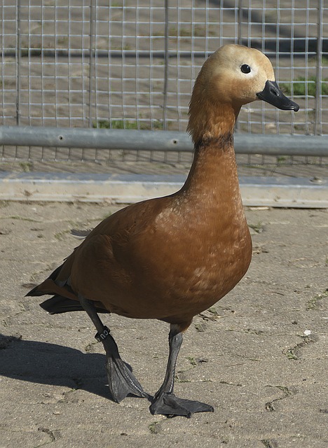他以粗暴犯